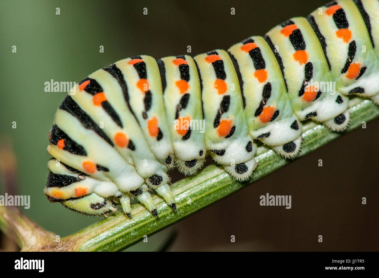common yellow swallowtail caterpillar (Papilio machaon) perched on a branch at dusk Stock Photo