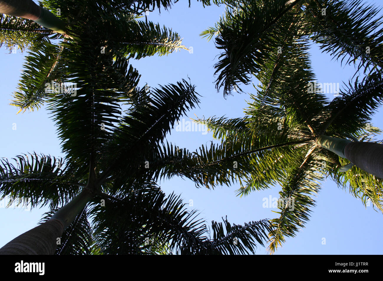 Coconut tree, São Paulo, Brazil Stock Photo