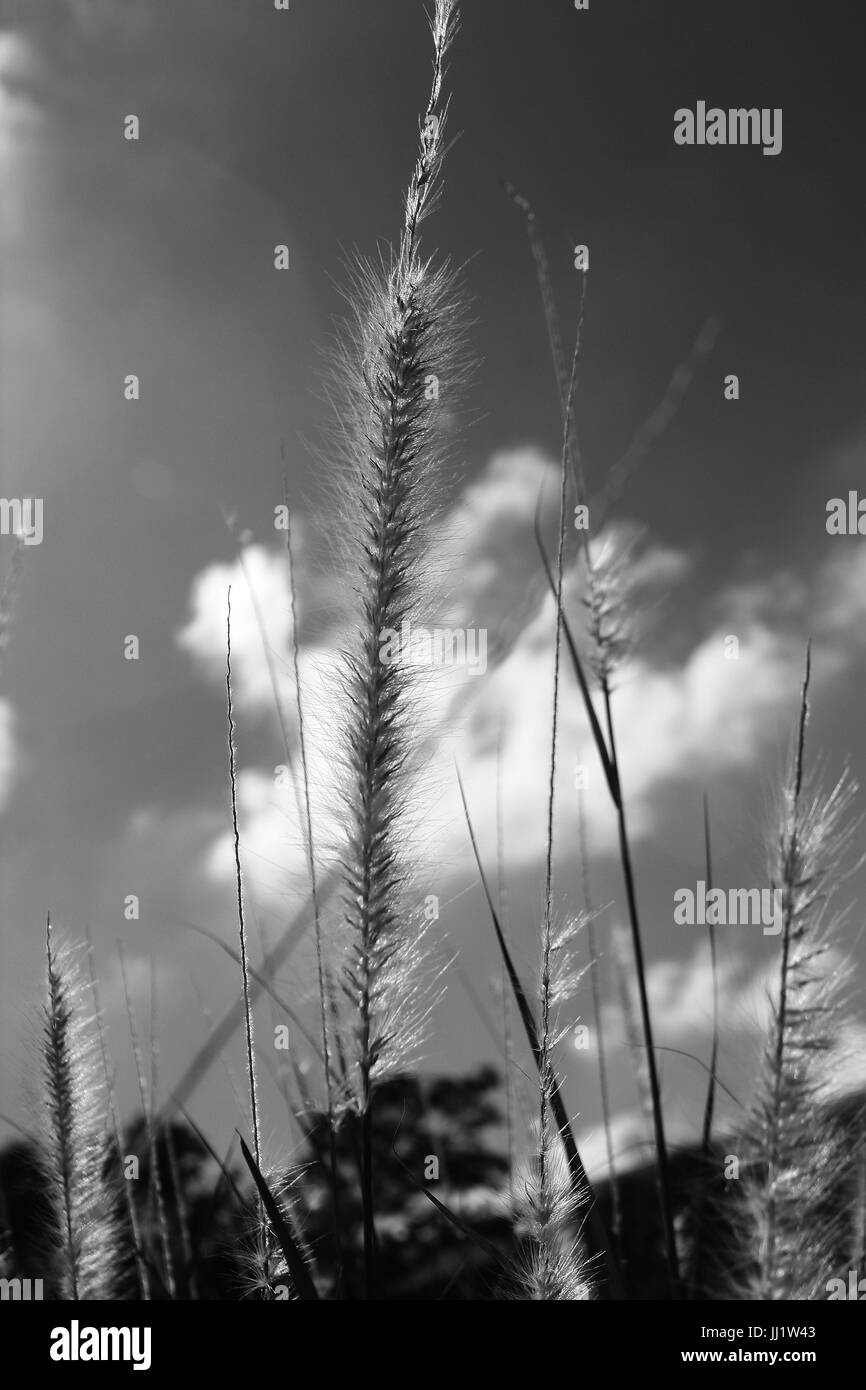 Grama grass Black and White Stock Photos & Images - Alamy