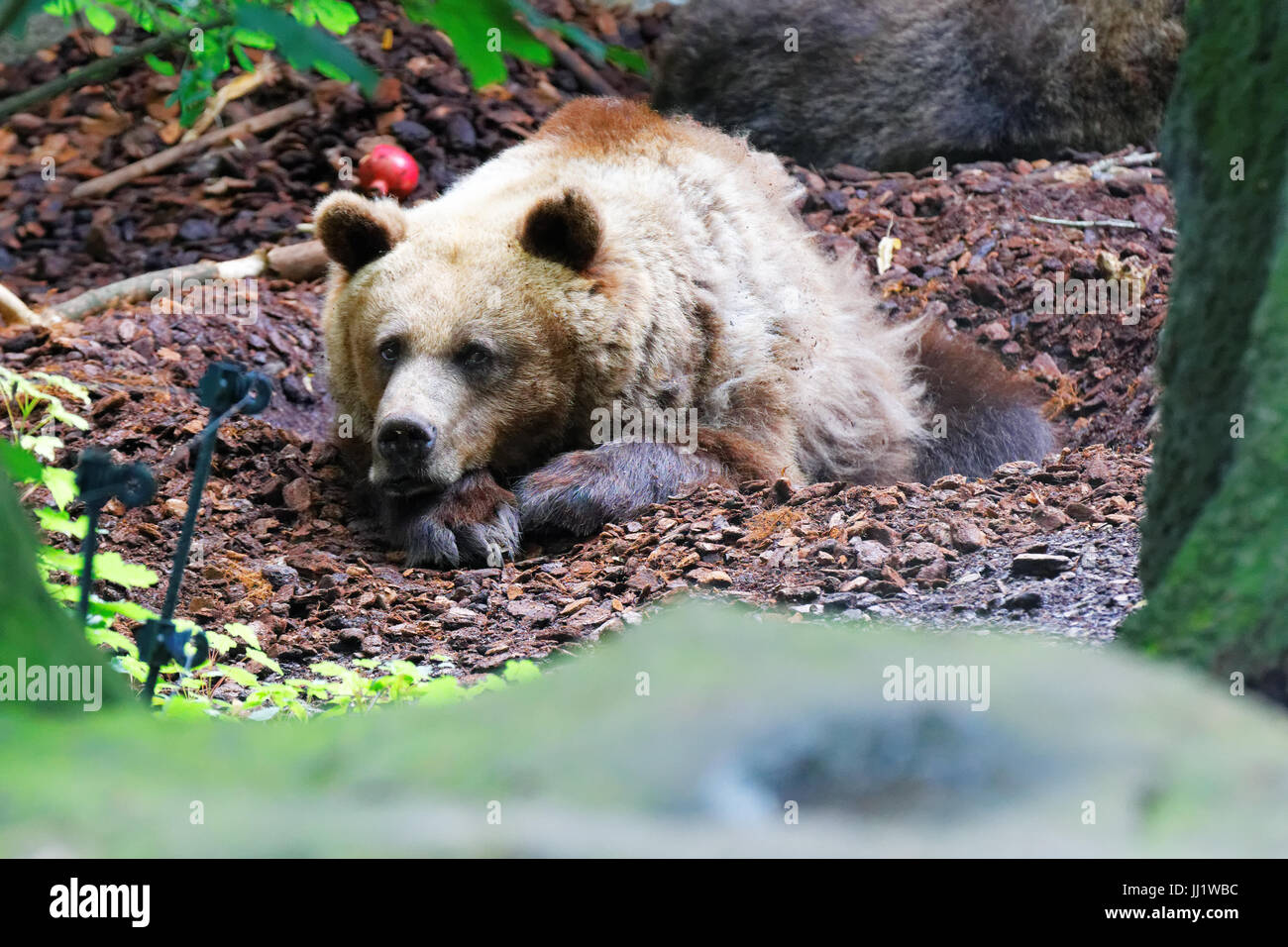 Bear, Beauval zoo, france Stock Photo