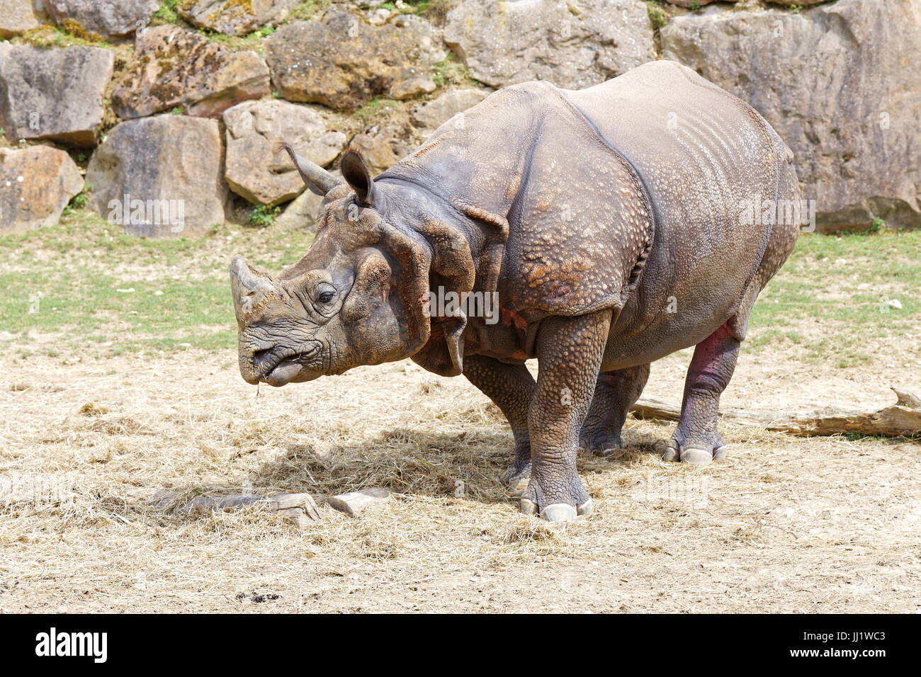 Javan Rhinoceros, Beauval Zoo Stock Photo
