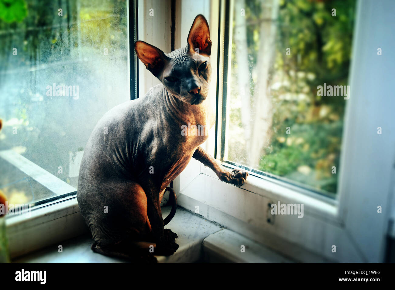 Let me out! Stock Photo