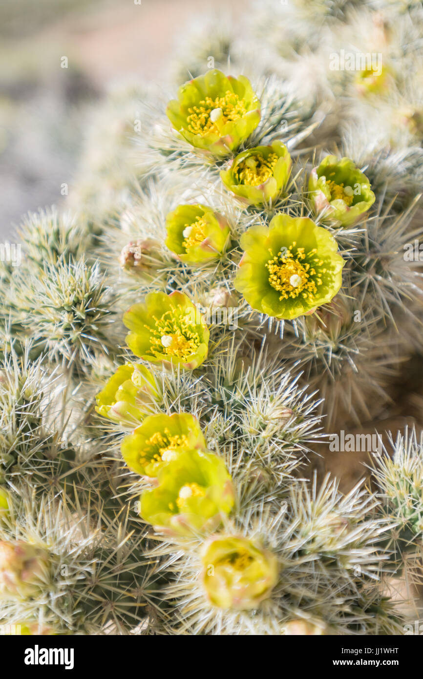 Large Group of Silver Cholla Flowers in California Desert during super bloom Stock Photo