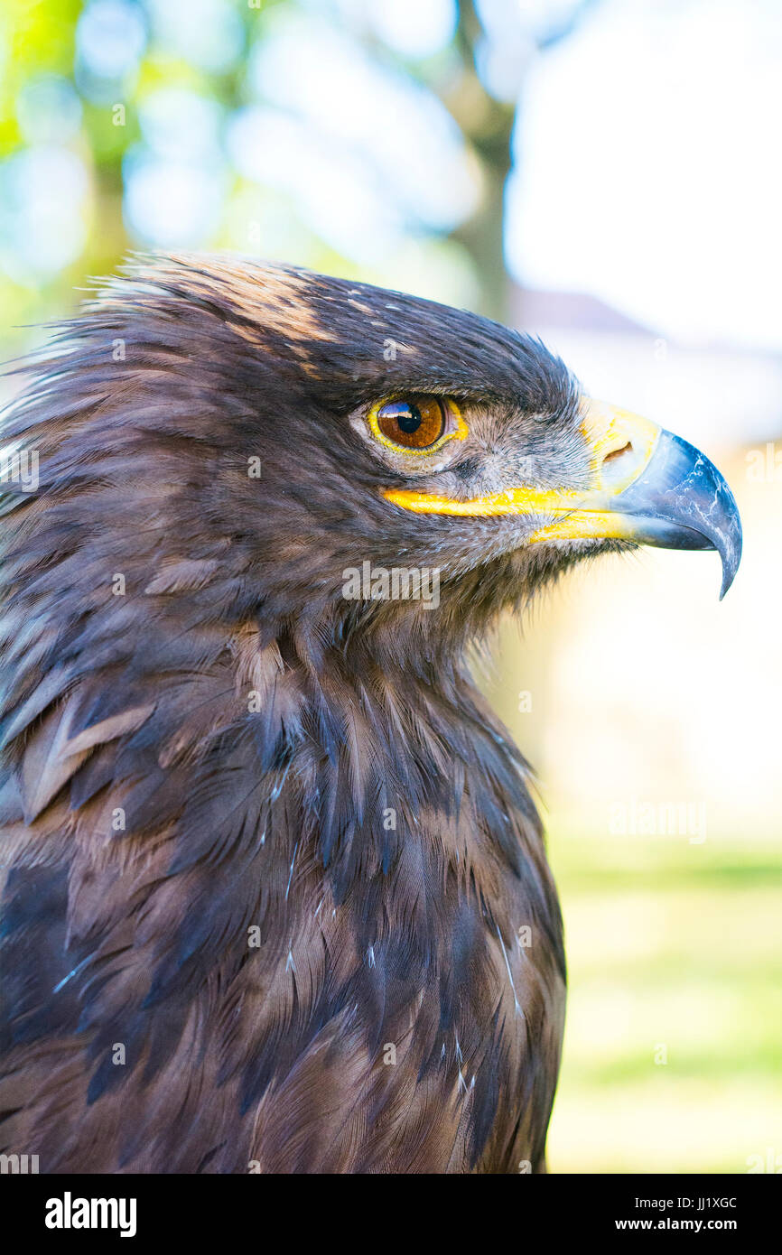 Portrait of golden eagle (Aquila chrysaetos) with blurred background ...