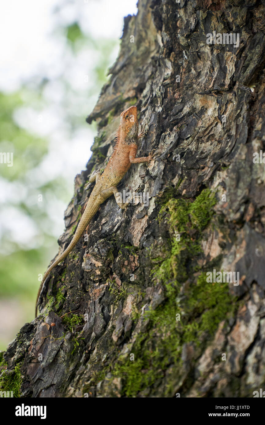 Gecko or lizard is climbing on the bark of a tree in Vietnam. With