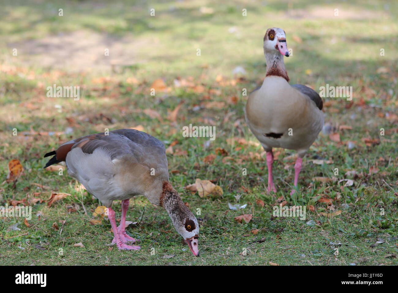 Alopochen aegyptiaca - A pair of Egyptian Geese in the park Stock Photo
