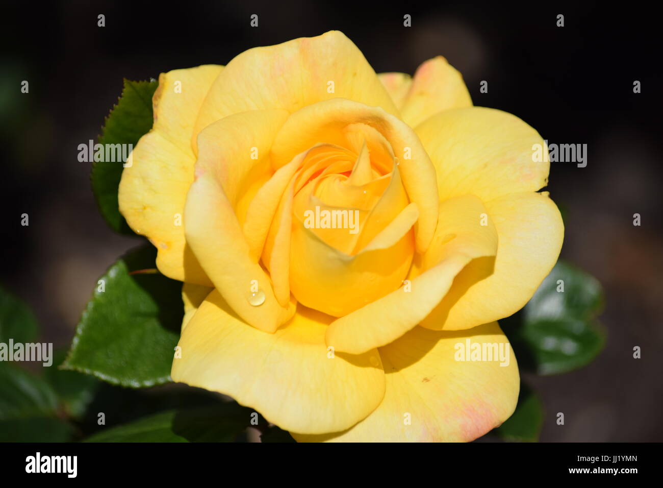 Yellow tea rose Stock Photo Alamy