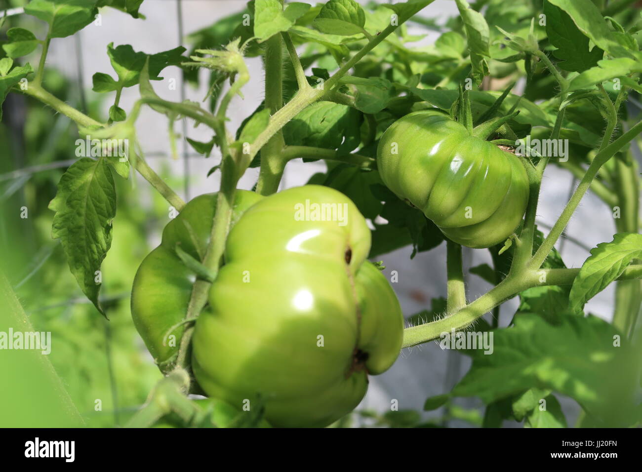 Black Krim tomato, a green heirloom tomato growing on plant Stock Photo