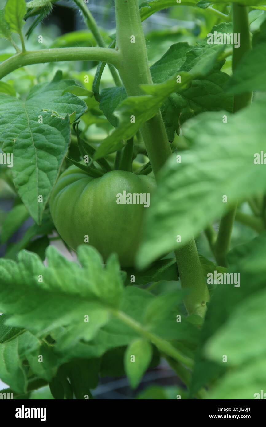 Black Krim tomato, a green heirloom tomato growing on plant Stock Photo