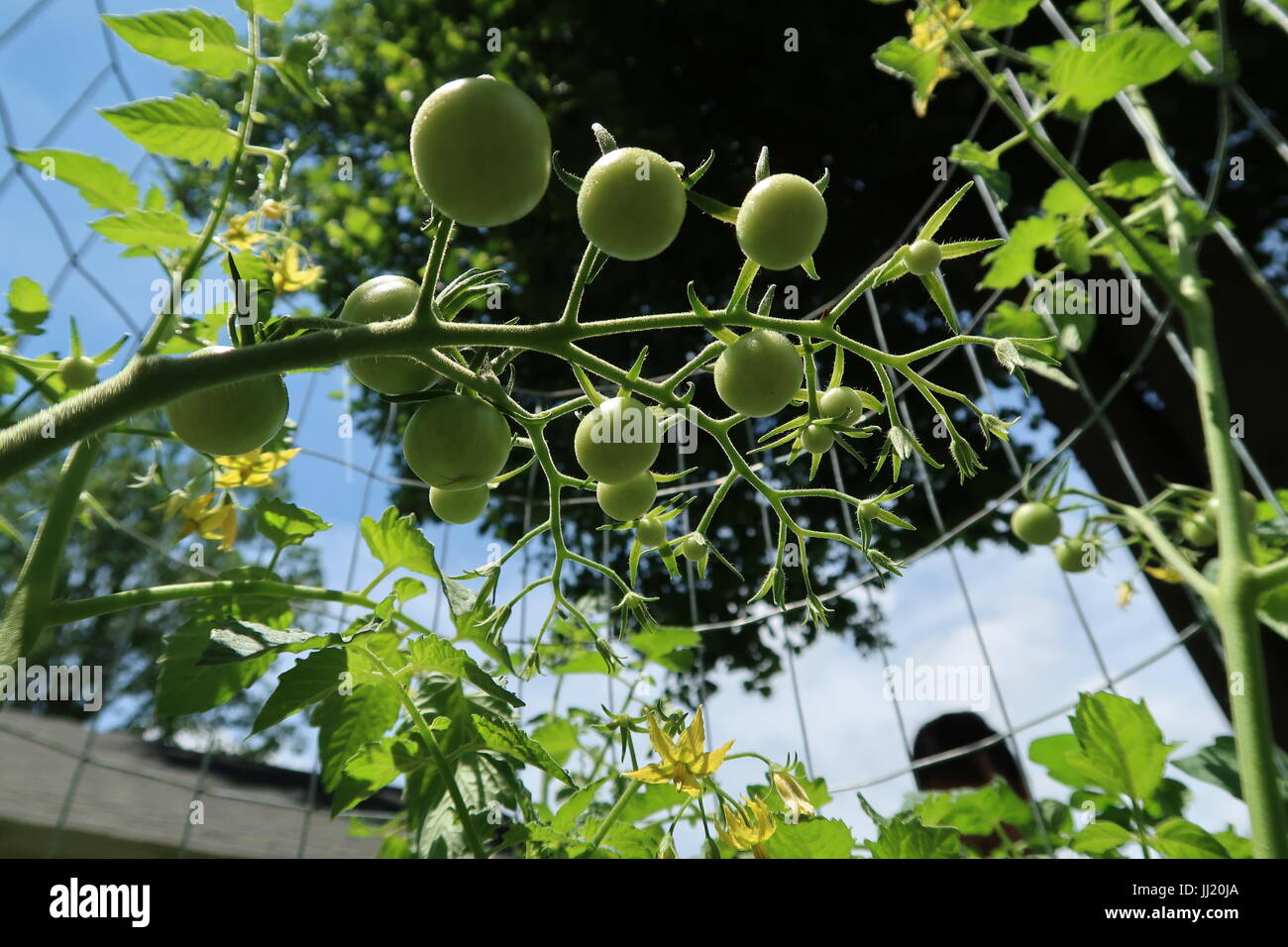 Amys apricot hi-res stock photography and images - Alamy