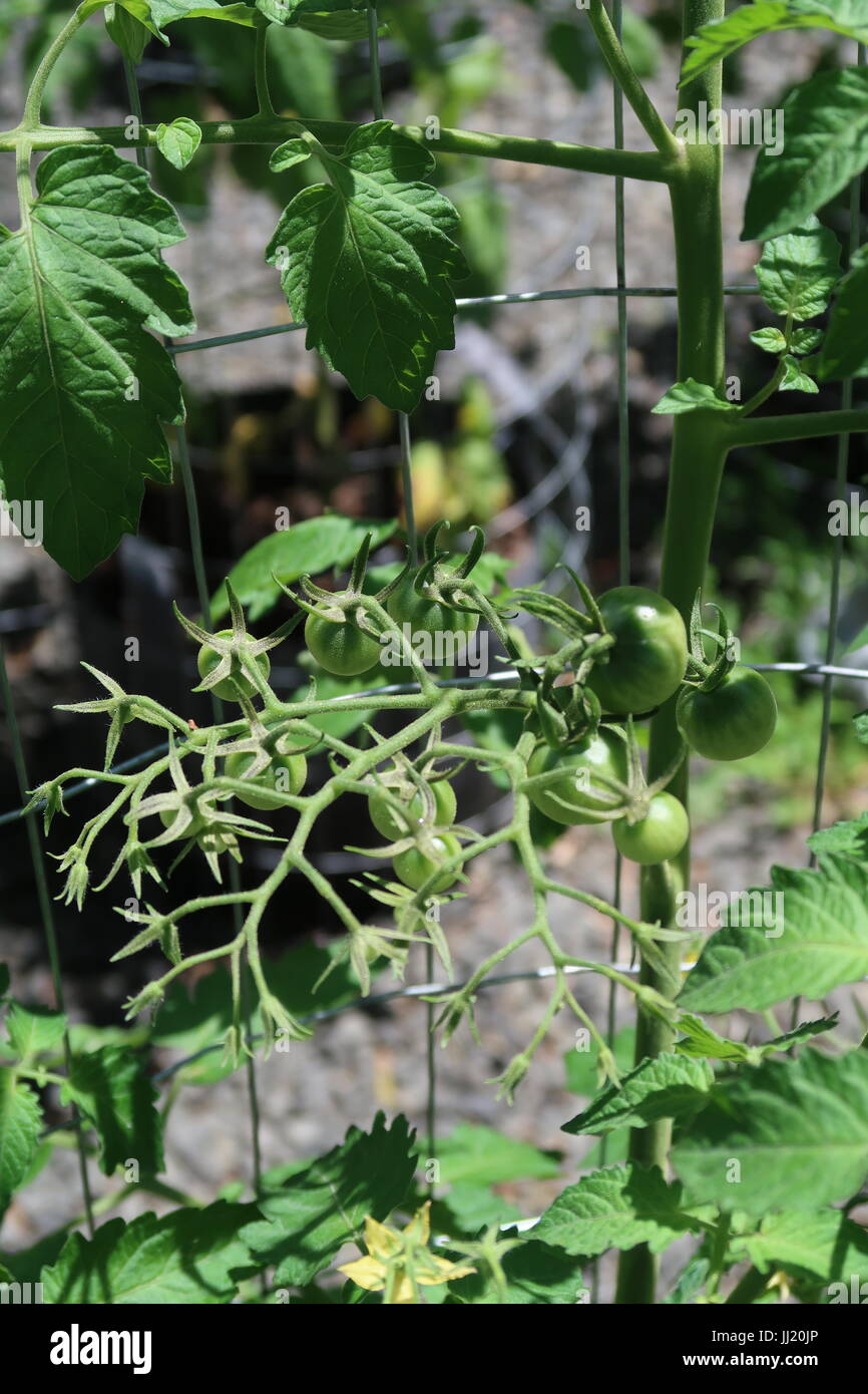 Amys apricot tomato hi-res stock photography and images - Alamy