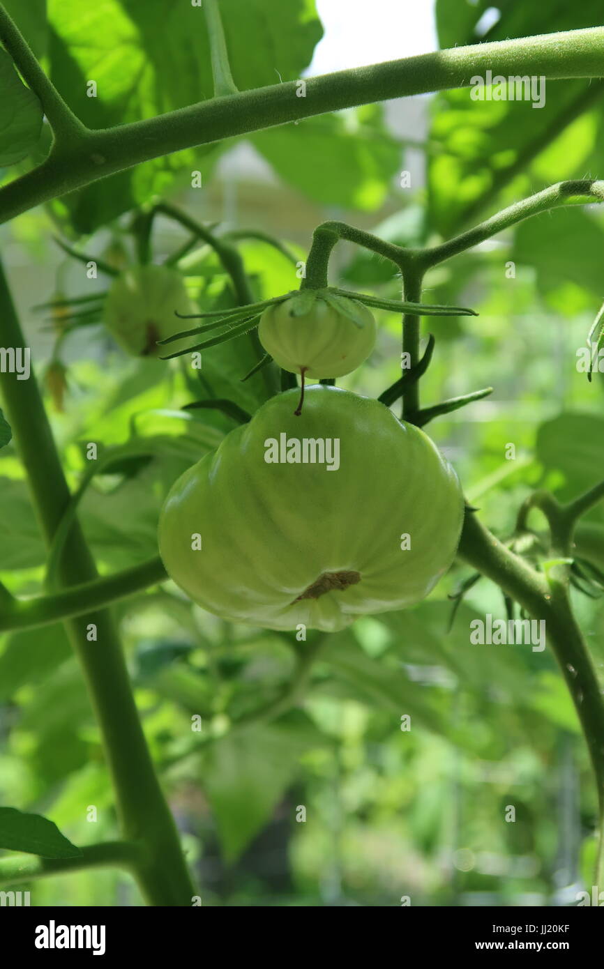 Brandywine tomato, a green heirloom tomato growing on plant Stock Photo
