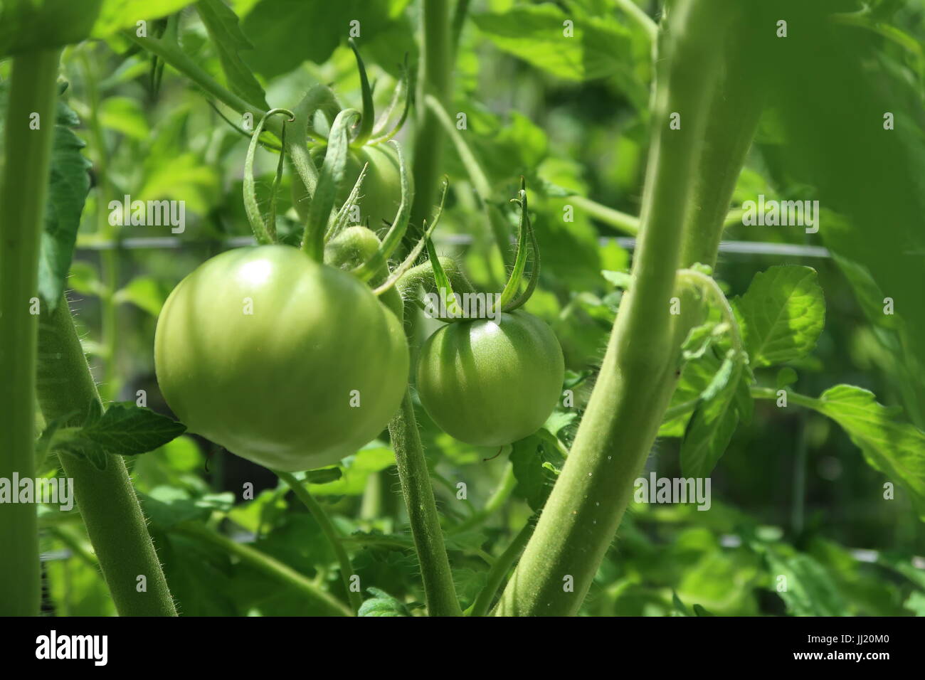 green heirloom tomatoes growing on plant Stock Photo - Alamy