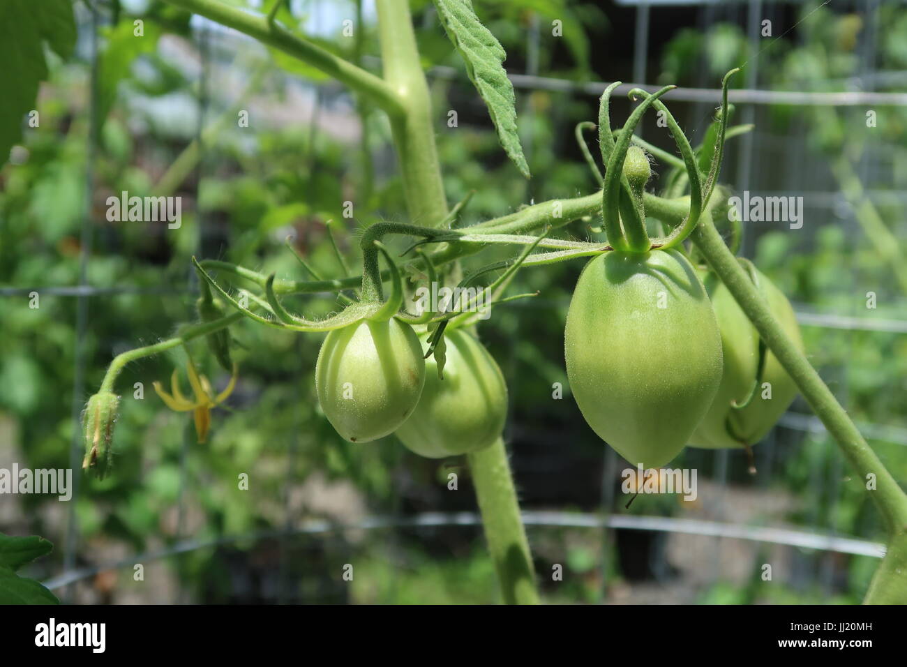 Amish Paste tomato, a green heirloom tomato growing on plant Stock
