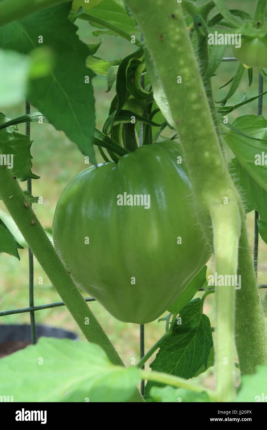 Yellow Oxheart tomato, a green heirloom tomato growing on plant Stock