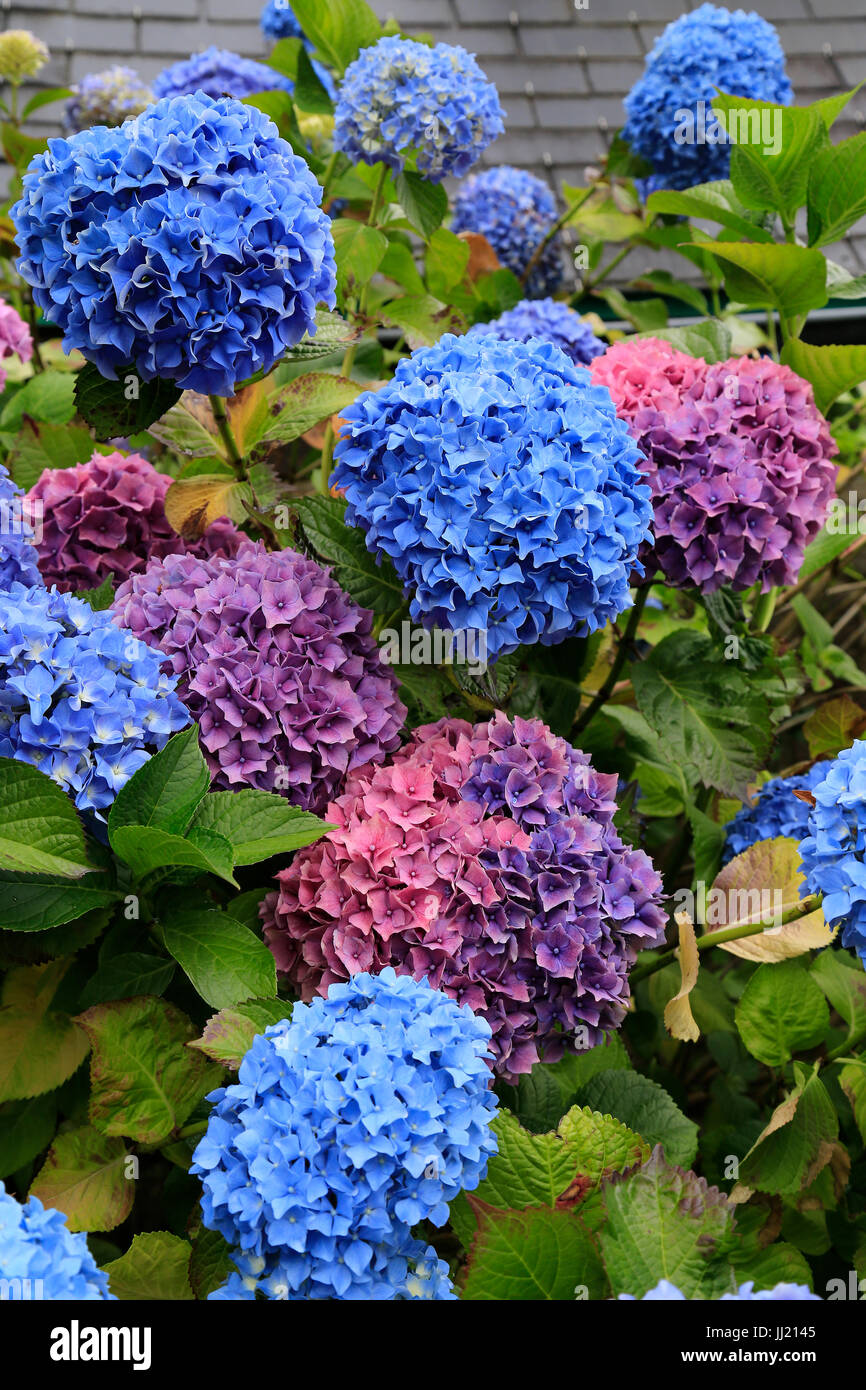 Pink and Blue Hydrangea flowers Stock Photo Alamy