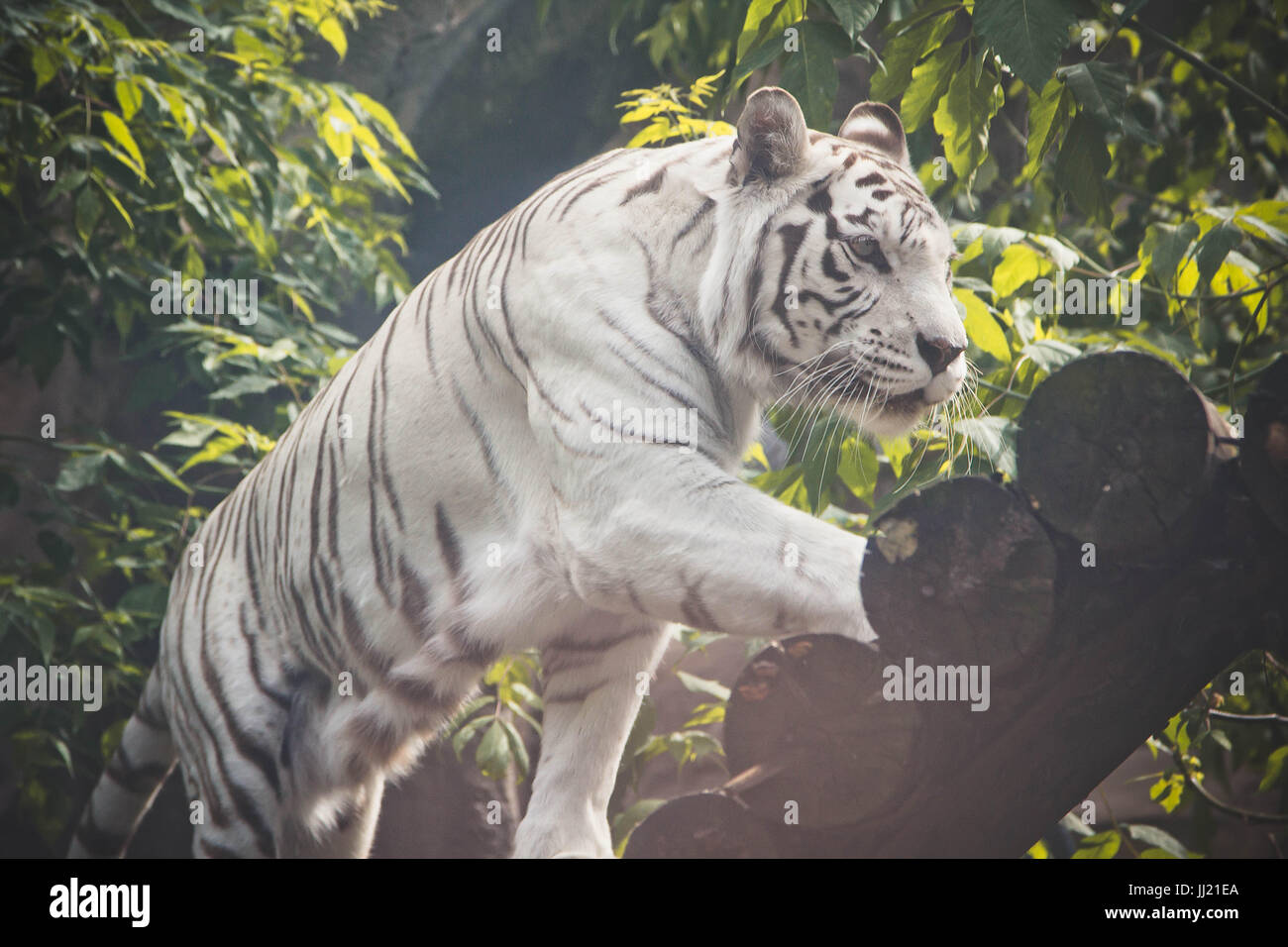 Animal: White Tiger walking in Moscow ZOO Stock Photo