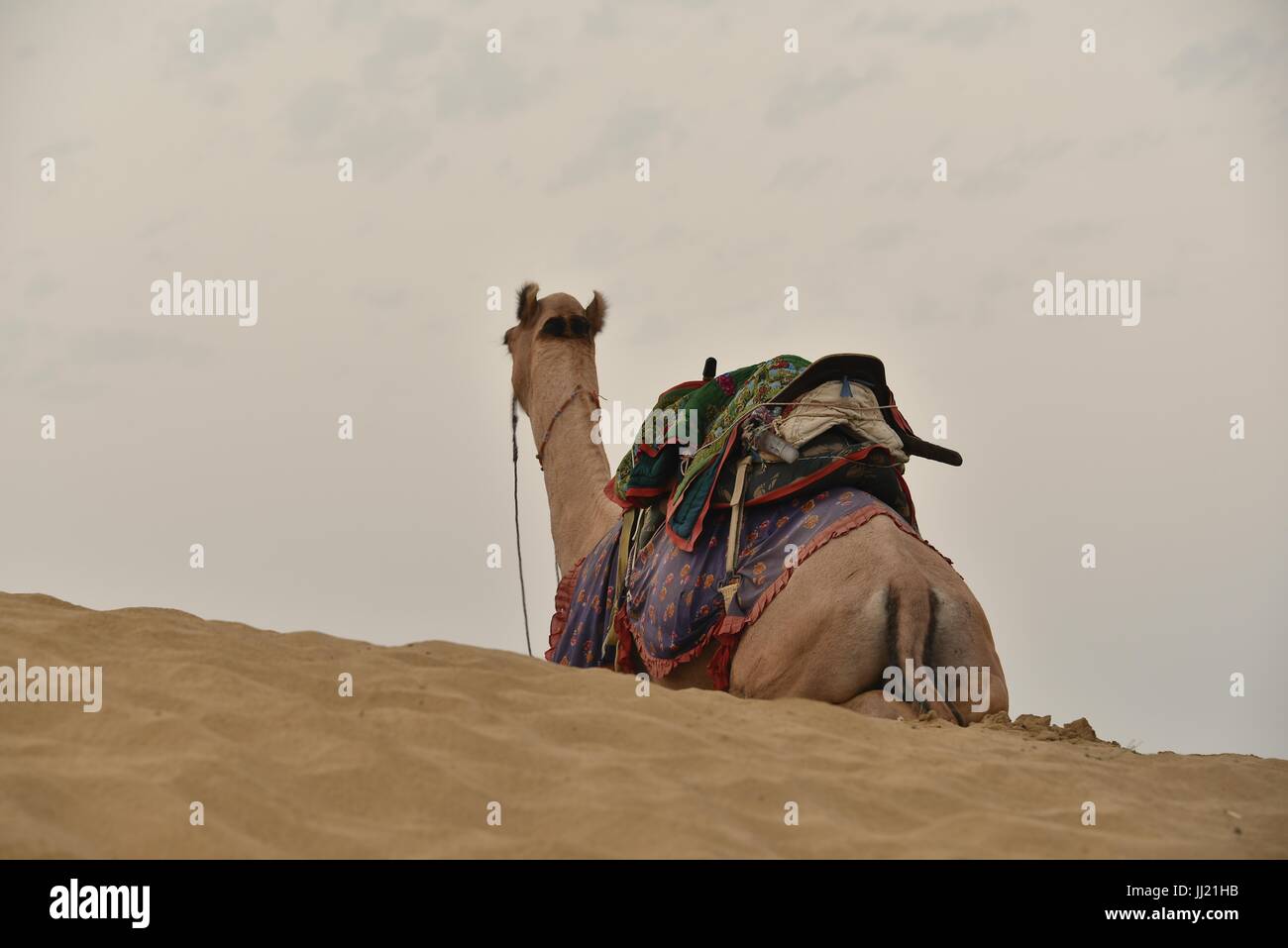 Camel in the Deserts of Jaisalmer, Rajasthan, India Stock Photo