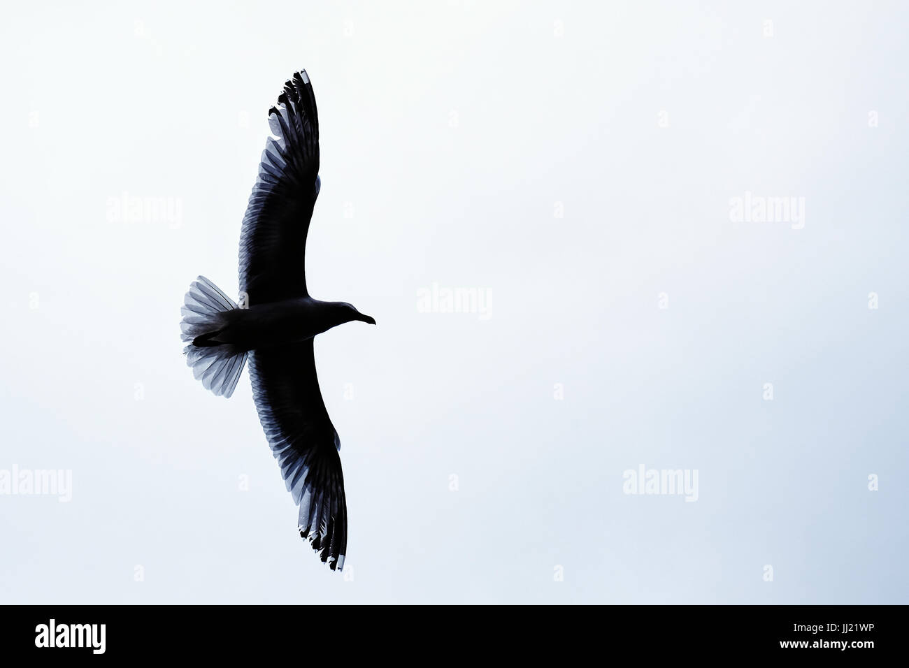 A common gull in flight, backlit to show the structure of its outstretched wings and feathers. Stock Photo