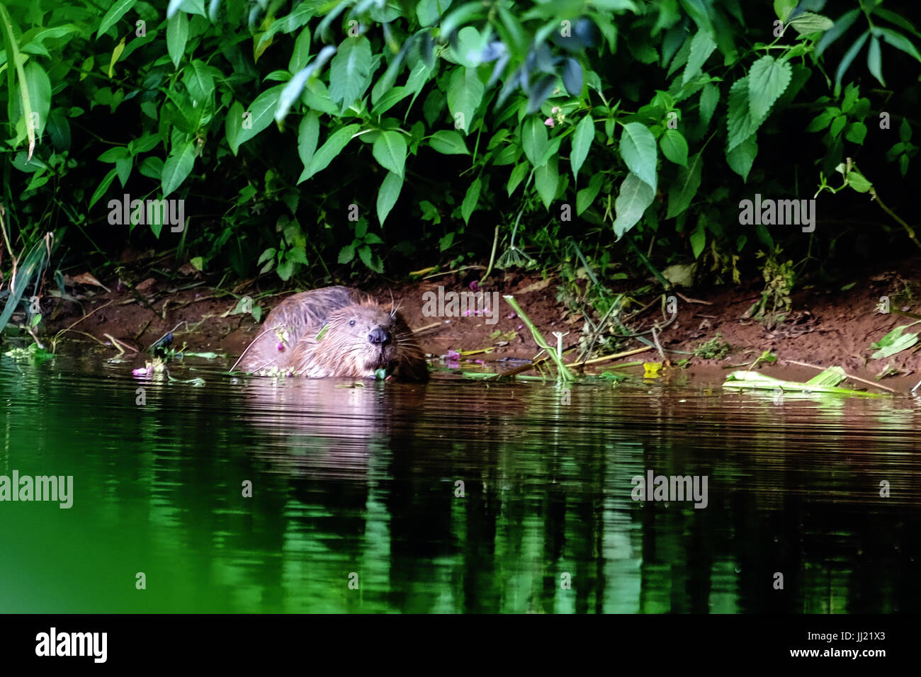 A beaver in the wild, on the river Otter in the UK Stock Photo
