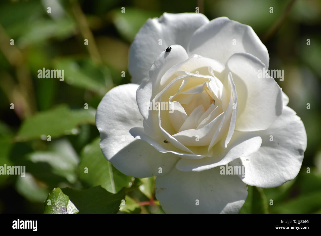 White tea rose Stock Photo
