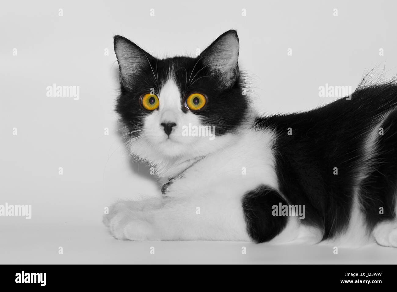The Black and white Kitten Is Playing And Looking At The Camera Stock