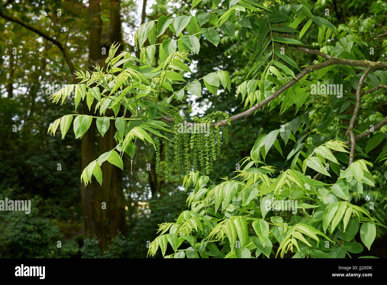 Tree of walnut family hi-res stock photography and images - Alamy