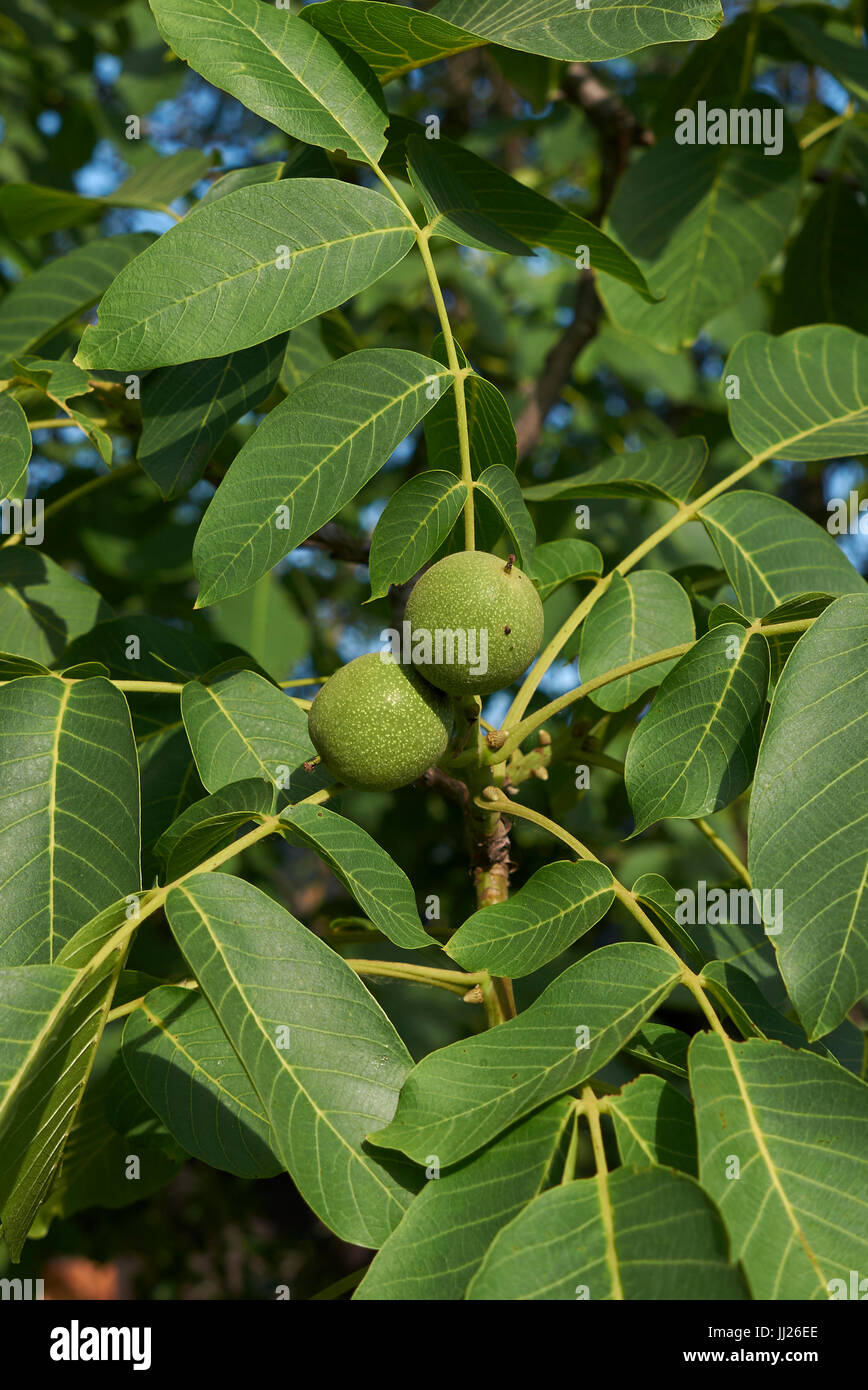 Juglans regia Stock Photo