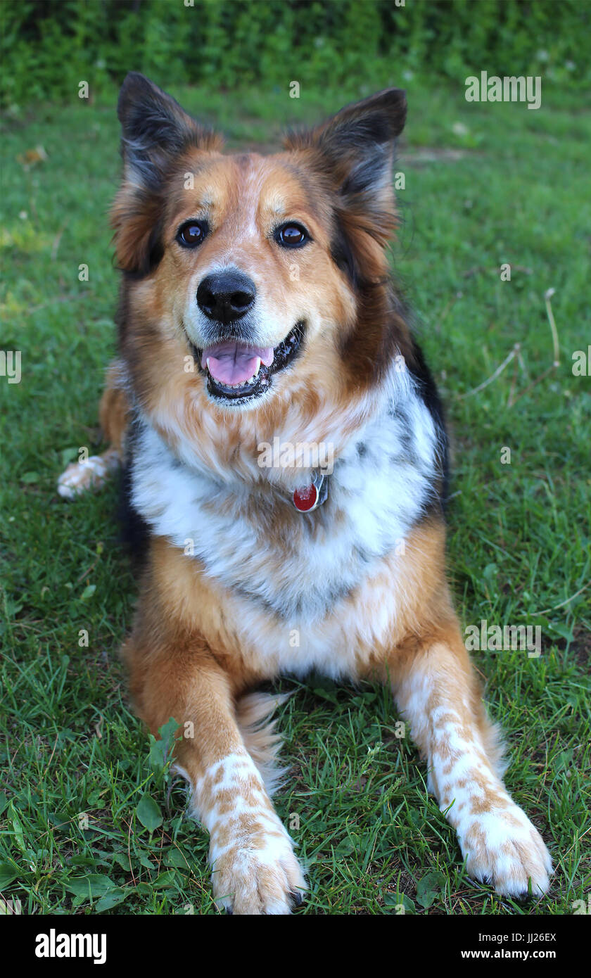 Playful mixed breed dog Stock Photo