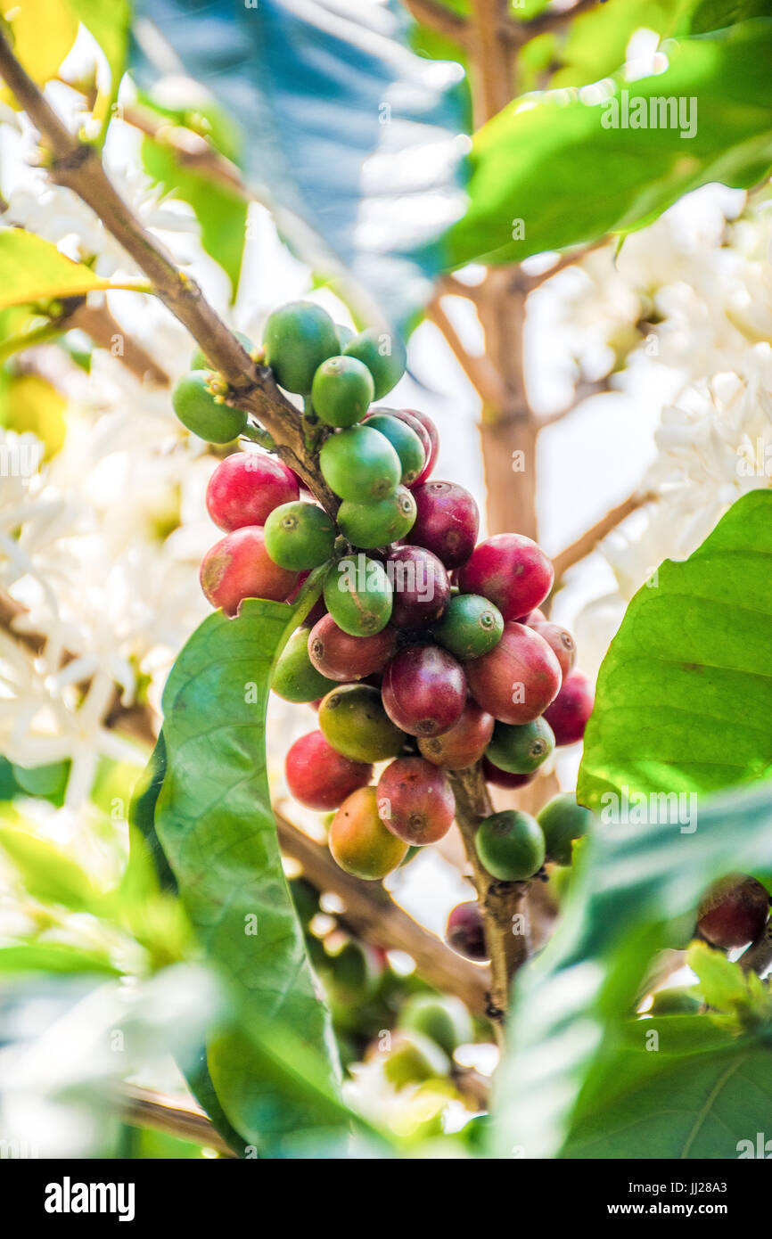 Tropical coffee trees with cherries and flowers in bloom with portrait layout Stock Photo