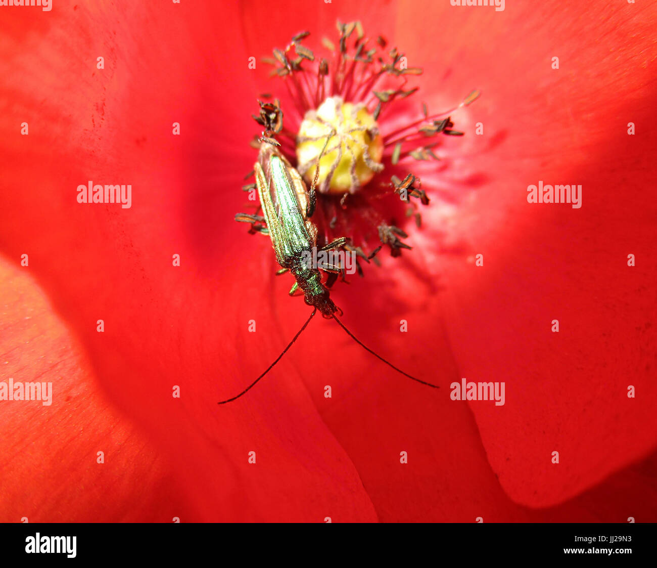 Poppy Insect Small green insect and bee inside poppy 2 Stock Photo - Alamy
