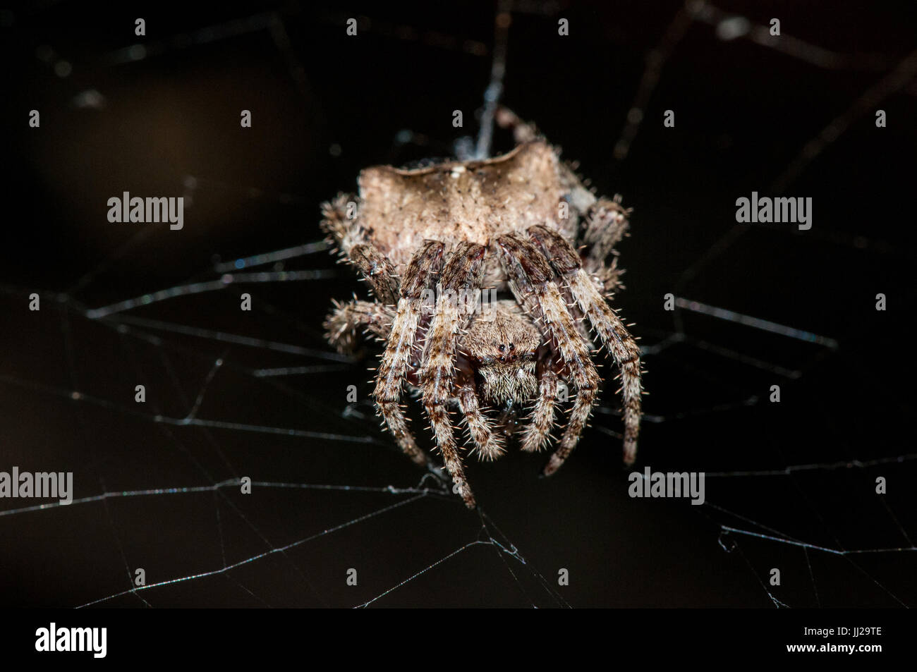 A spider (Araneus angulatus) on a spider web at night Stock Photo