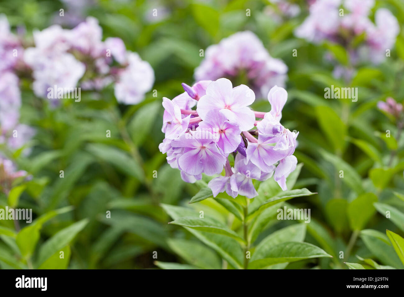 Phlox paniculata flowers. Stock Photo