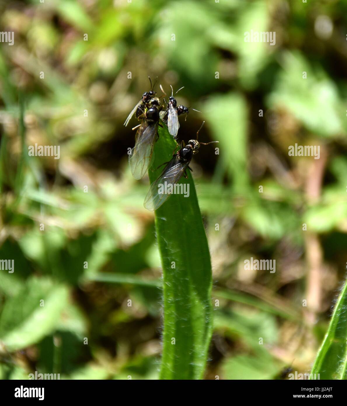 flying ant day, nuptial flight, formicidae, Hymenoptera Stock Photo