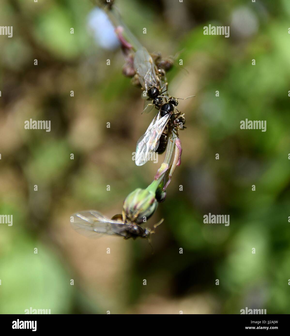macro shot of flying ants hanging on a blade of grass, flying ant day, nuptial flight, formicidae, Hymenoptera Stock Photo