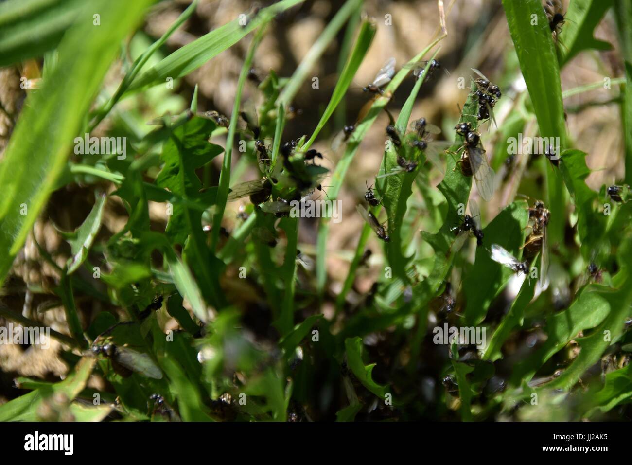 ants with wings in a green meadow, flying ant day, nuptial flight, formicidae, Hymenoptera Stock Photo