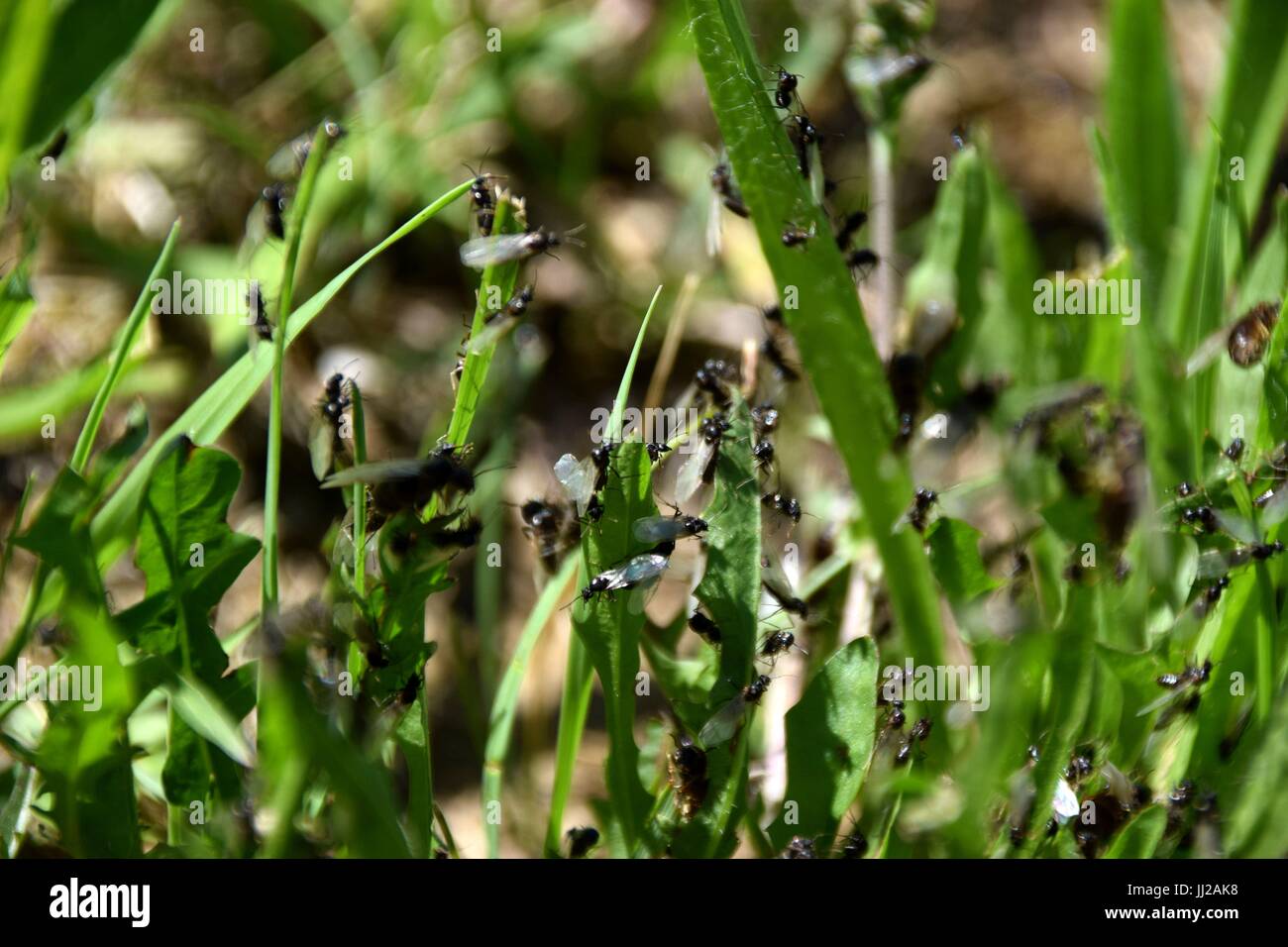 flying ant day, nuptial flight, formicidae, Hymenoptera Stock Photo