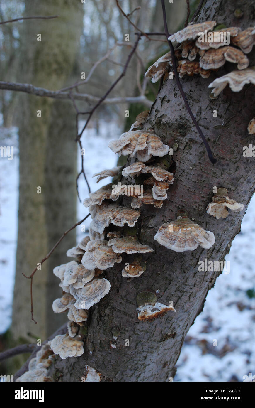 Bracket fungus on tree trunk Stock Photo - Alamy