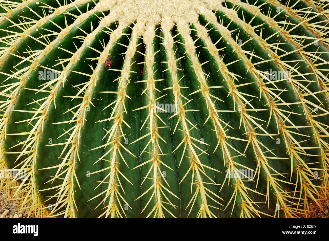 45-year-old Echinocactus Grusonii Golden Barrel Cactus In Tucson, Arizona - Foto 10