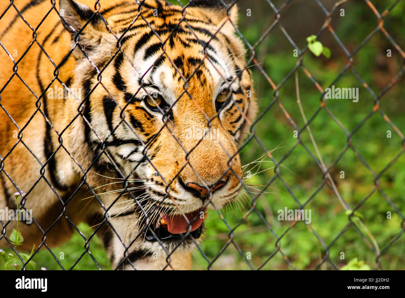 Tiger behind a chain link fence Stock Photo Alamy
