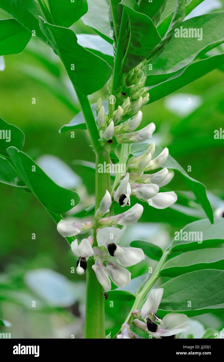 Broad Bean / (Vicia faba) / Fava Bean, Faba Bean, Horse Bean, Field