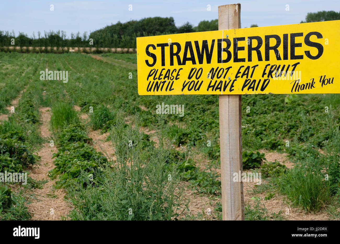 Signs showing where to pick Strawberries on a Pick Your Own farm and also politely requesting pickers not to eat them before paying. West Sussex, UK Stock Photo