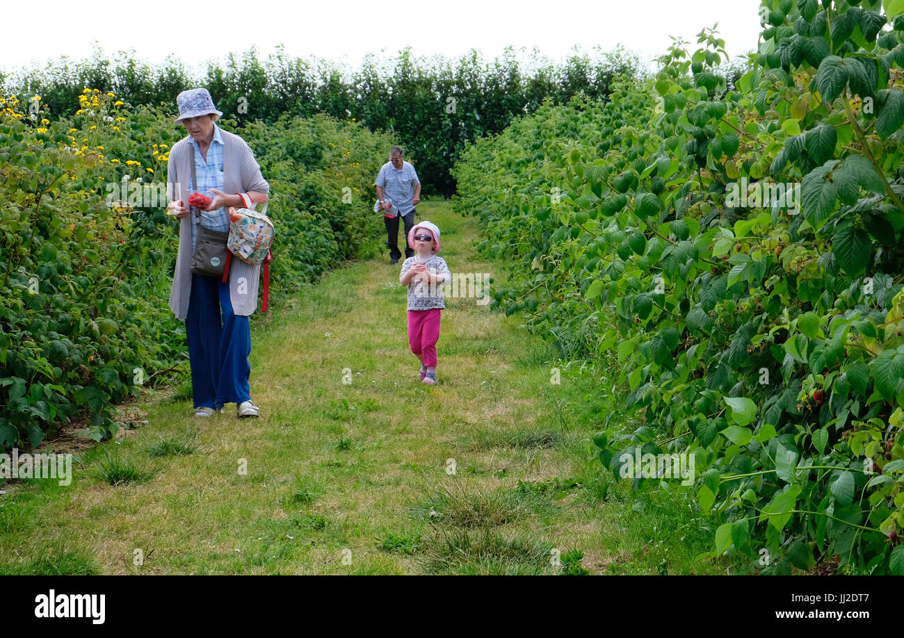 Grandparents taking granddaughter raspberry picking at a Pick Your Own Farm in West Sussex, UK Stock Photo