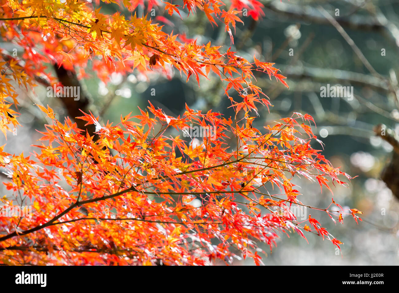 Red leave of maple tree for autumn fall background Stock Photo - Alamy