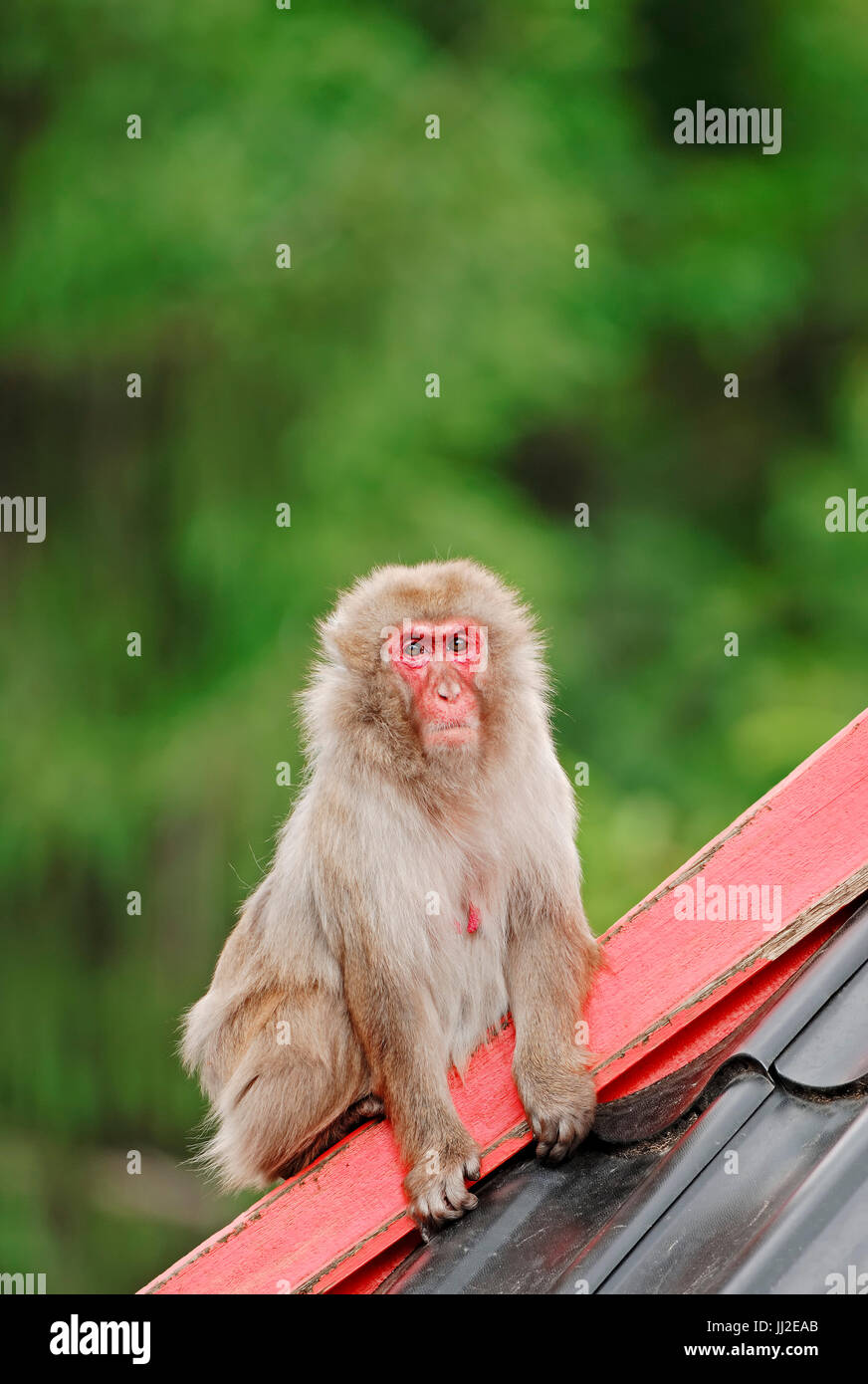 Japanese Macaque / (Macaca fuscata) | Rotgesichtsmakake / (Macaca fuscata) / Schneeaffe, Japanmakak, Japanmakake Stock Photo