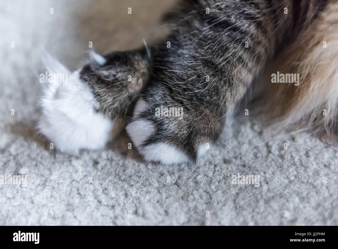 Large Fluffy And Furry Calico Maine Coon Cat Paws Stock Photo