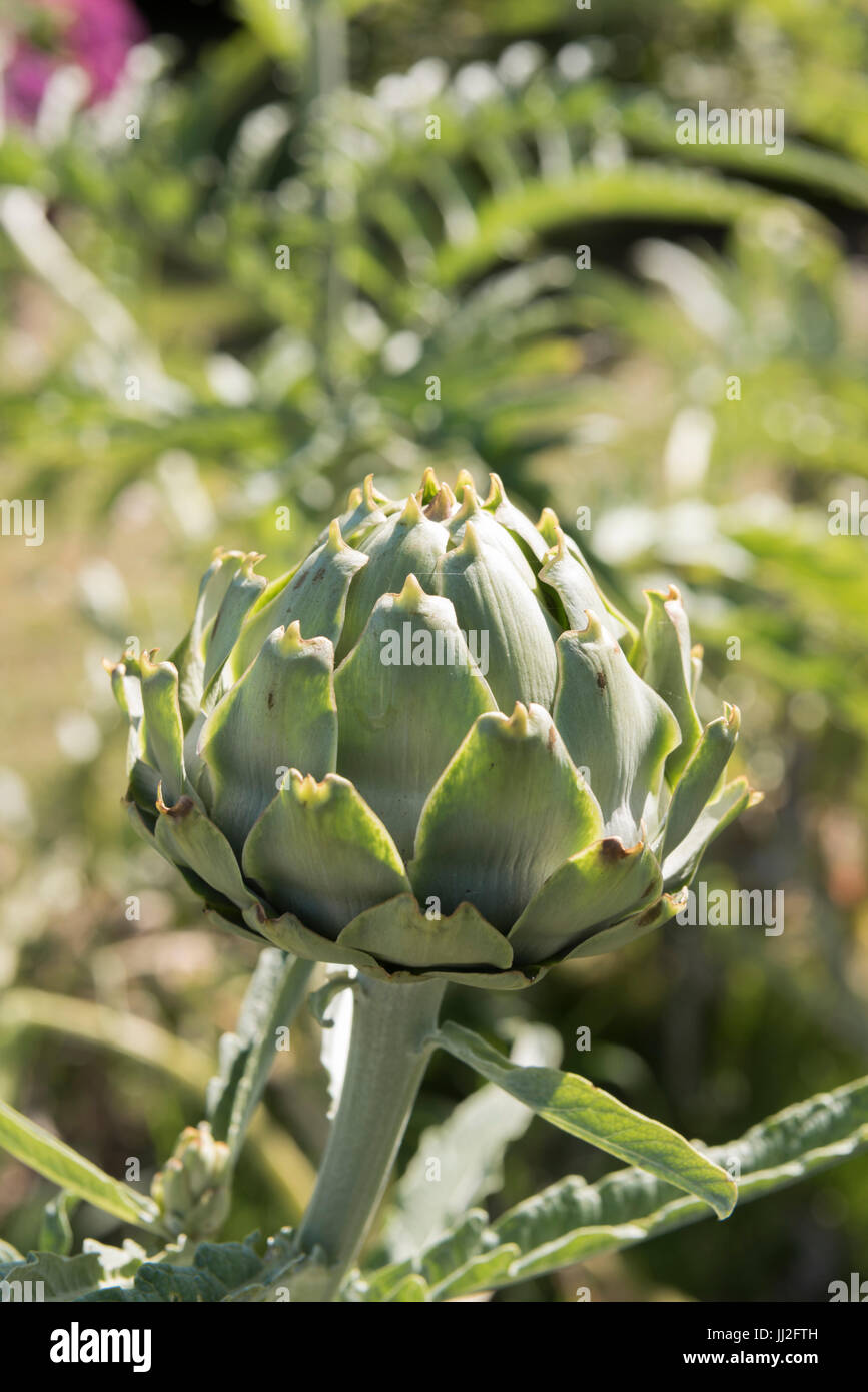 Artichoke flower head bud ready to be picked Stock Photo Alamy