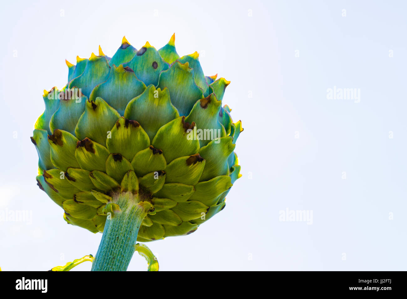 Artichoke flower head bud ready to be picked Stock Photo Alamy