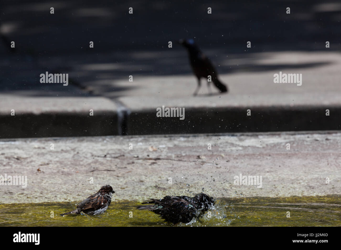 Bathing cooling hi-res stock photography and images - Alamy