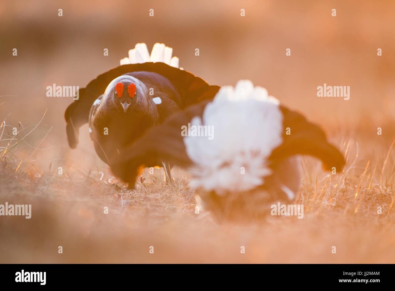 Black grouse Stock Photo